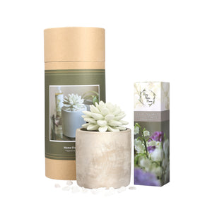 Succulent Planter Diffuser Gift Set Combo Lily Of The Valley 200ml