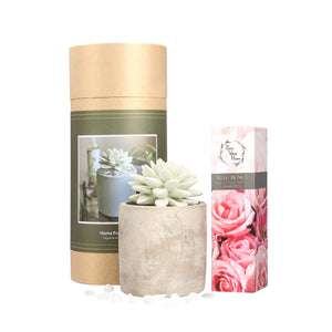 Succulent Planter Diffuser Gift Set Combo Rose Petals 200ml