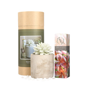 Succulent Planter Diffuser Gift Set Combo Vanilla Kiss 200ml