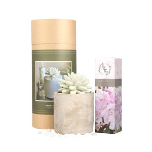 Succulent Planter Diffuser Gift Set Combo Sweet Azalee 200ml