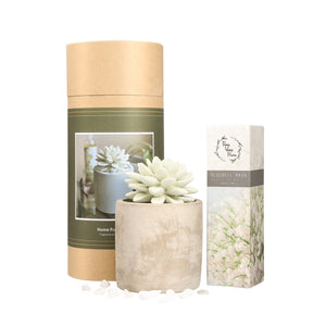 Succulent Planter Diffuser Gift Set Combo Bluebell Rain 200ml