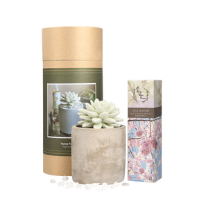 Succulent Planter Diffuser Gift Set Combo Silk Blossom 200ml