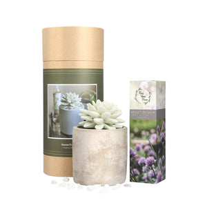 Succulent Planter Diffuser Gift Set Combo Velvet Petunia 200ml