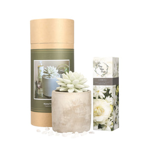 Succulent Planter Diffuser Gift Set Combo Chantel 200ml