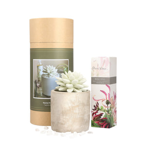 Succulent Planter Diffuser Gift Set Combo Beautiful 200ml